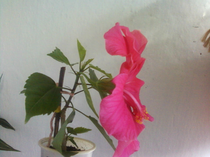  - A-Flori 2012