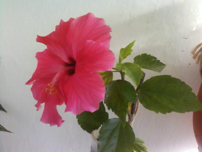  - A-Flori 2012