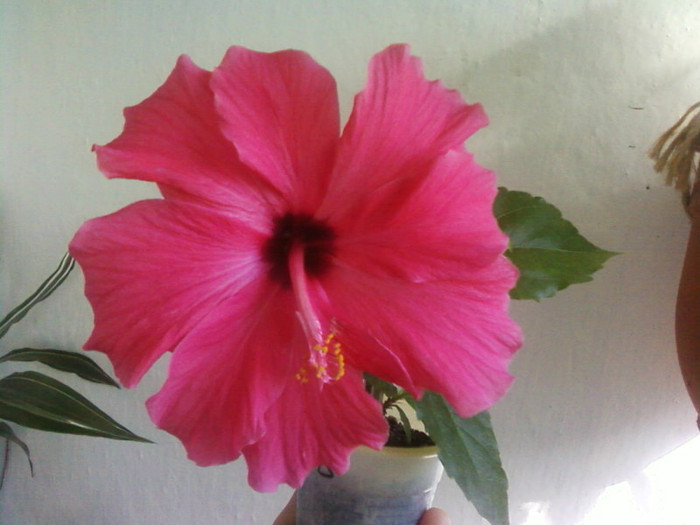  - A-Flori 2012