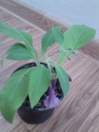 ptr. hapy -; eram datoare fata de dinsul de anul trecut
