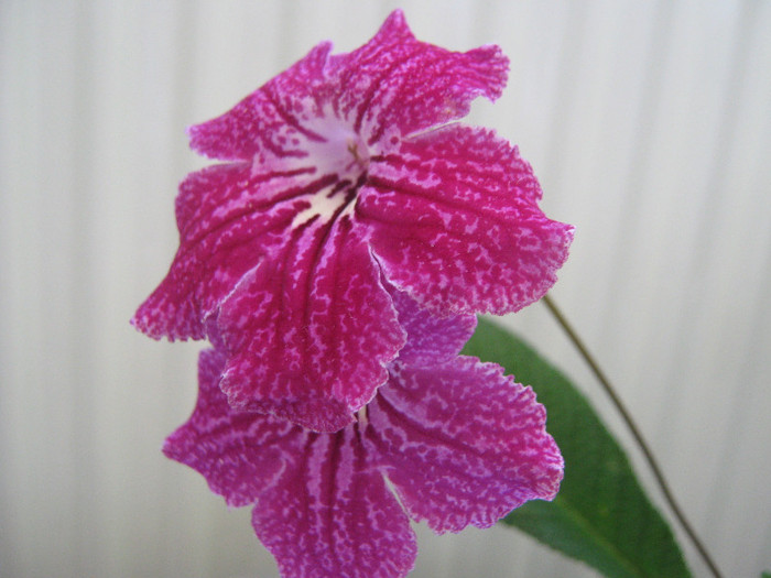  - streptocarpus CF Natasha