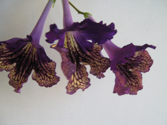  - streptocarpus Eve