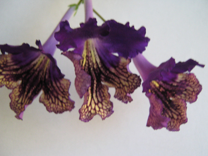  - streptocarpus Eve