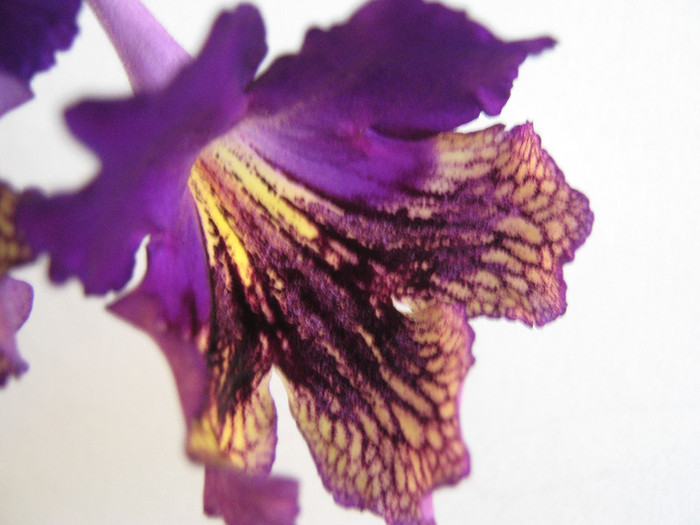  - streptocarpus Eve