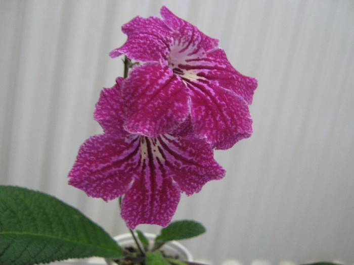  - streptocarpus CF Natasha