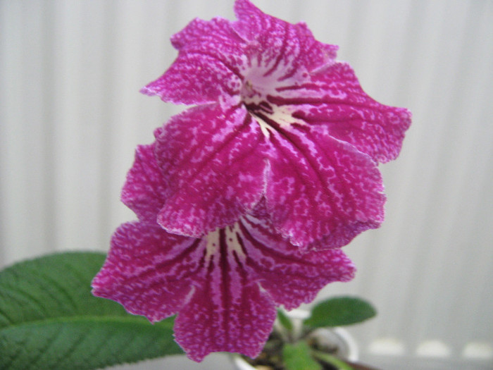  - streptocarpus CF Natasha