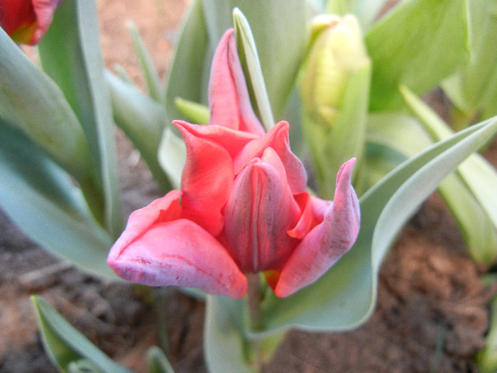 Tulipa Bastogne Parrot (2012, April 22)