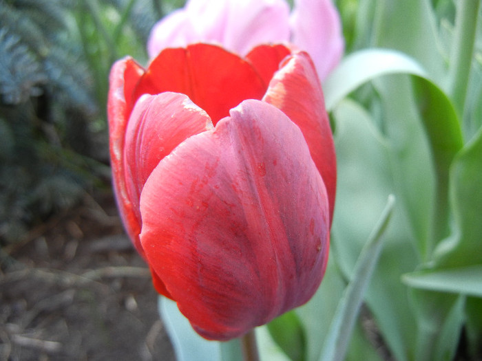 Tulipa Bastogne Parrot (2012, April 27)