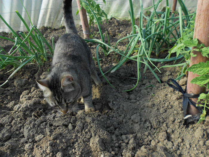 O autam pe mama in solar...prindeam cartite :) Sunt tare vrednica, intr-o zi am prins 4 :) - 0-Iubirile mele necuvantatoare