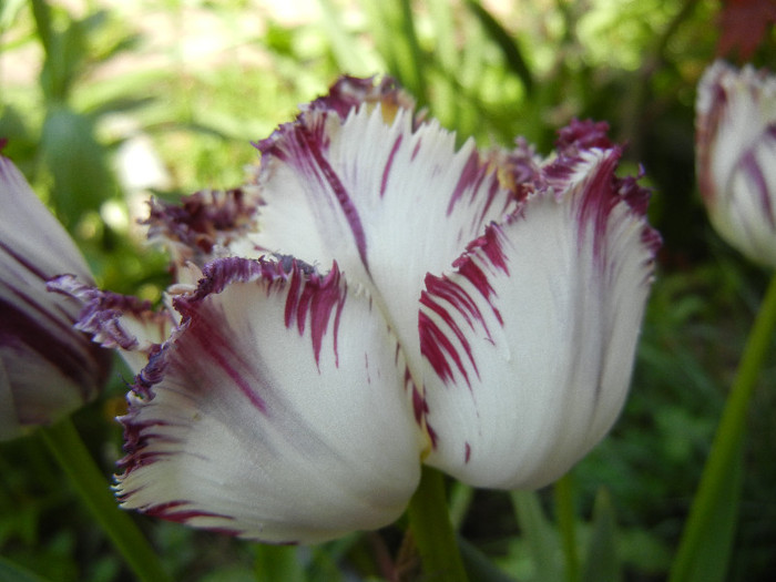 Barbados TBV, broken tulip 27apr12