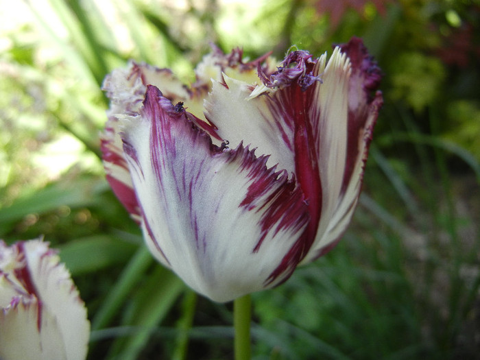 Barbados TBV, broken tulip 27apr12 - Barbados TBV tulip