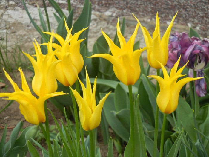 Tulipa Cistula (2012, April 26) - Tulipa Cistula