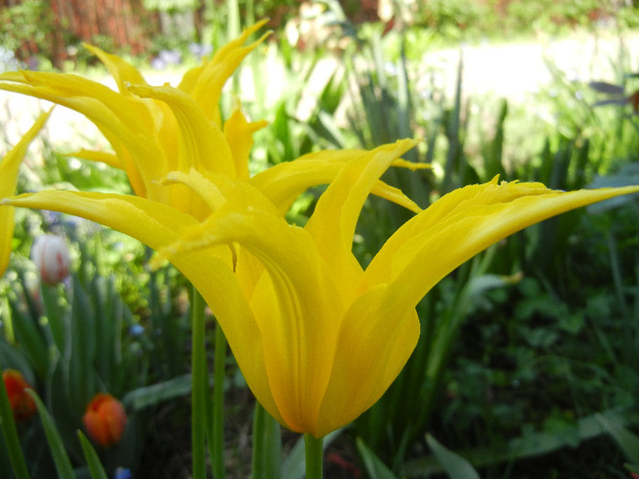 Tulipa Cistula (2012, April 27)