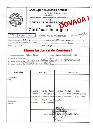 Mara mama lui Bucksi de Romania - pedigree false gresite si incomplete