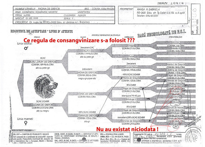 Padina de Greycib _ Rom - pedigree false gresite si incomplete