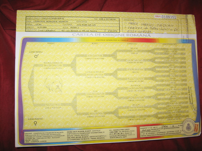 Paula Cusnir House pedigree fals - pedigree false gresite si incomplete