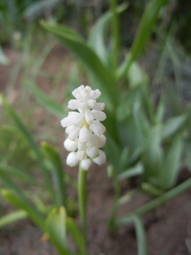 Muscari botryoides Album (2012, Apr.26) - Muscari Album