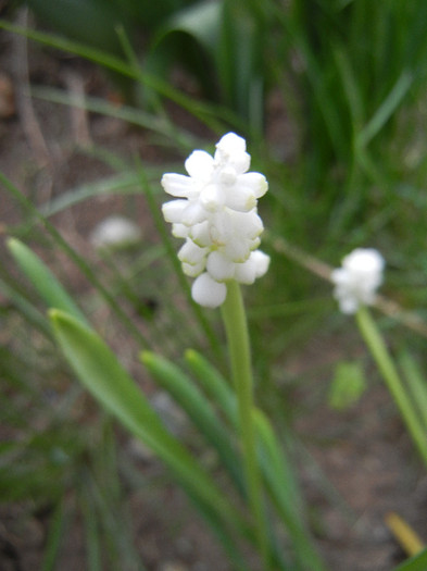 Muscari botryoides Album (2012, Apr.26)