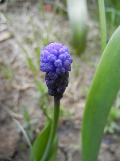 Muscari latifolium (2012, April 26) - Muscari latifolium