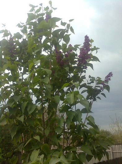 liliac mov