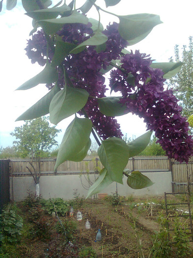 liliac mov