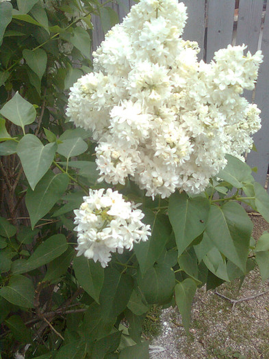 liliac alb