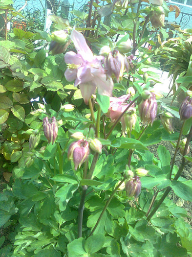 caldaruse roz - flori de gradina 2012