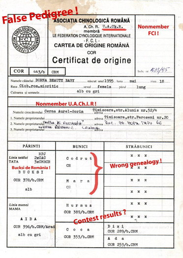 Dorna Beauty Baby fals pedigree - False pedigree registrated and eliberated by ACHR