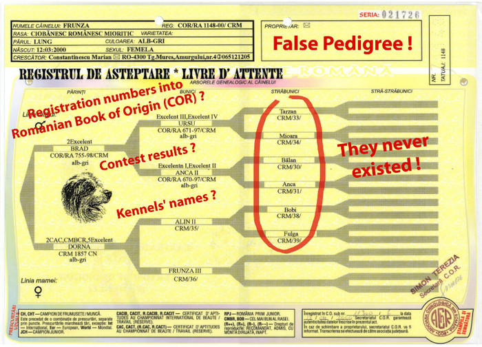 Frunza fals pedigree - False pedigree registrated and eliberated by ACHR