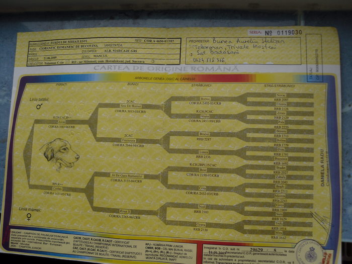 pedigree fals canisa de mihailesti - pedigree false