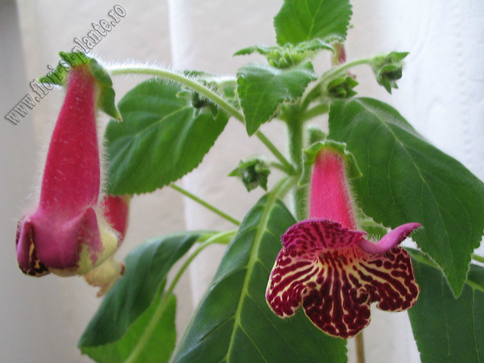 NEW - Kohleria Alida; 2012
