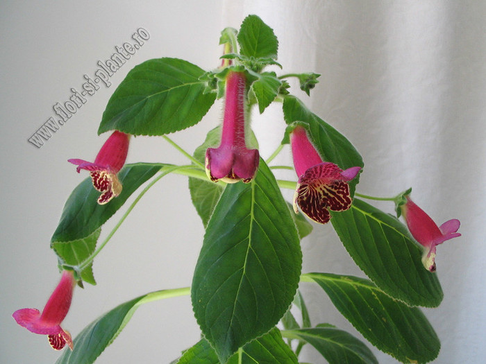 NEW - Kohleria Alida; 2012
