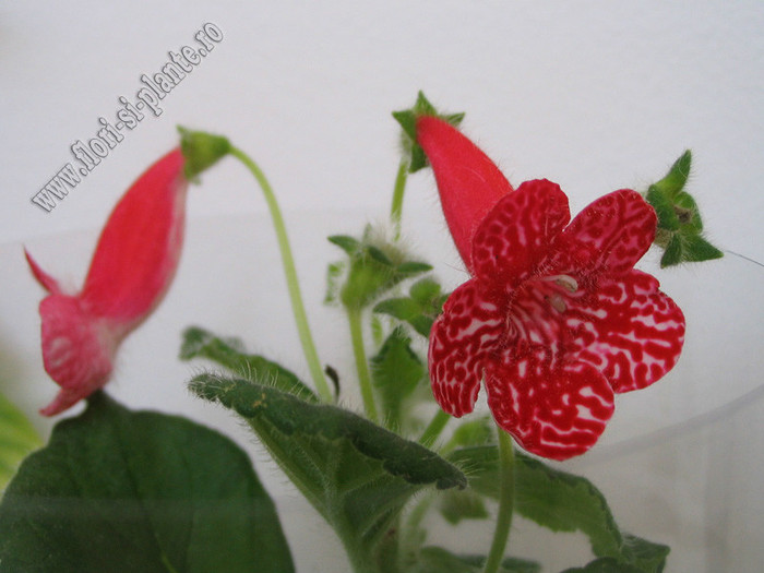 Kohleria Birgitta - KOHLERIA II