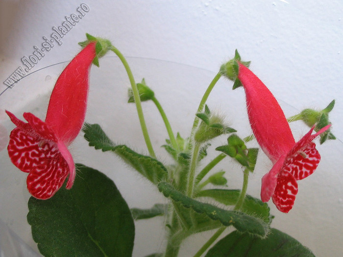 Kohleria Birgitta; 2012
