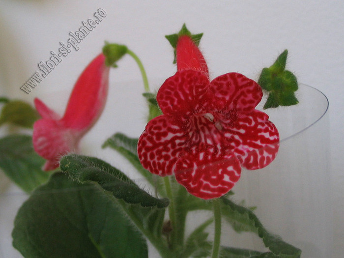 Kohleria Birgitta; 2012
