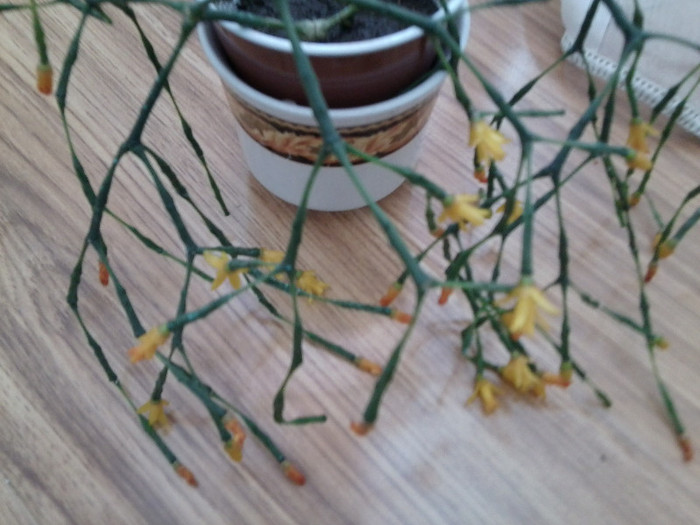 Fotografie3736 - cactusi si suculente