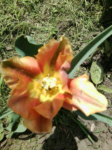 Fotografie3657 - flori de gradina 2012