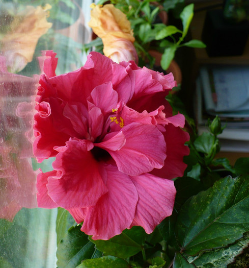 25 apr - hibiscusi 2012