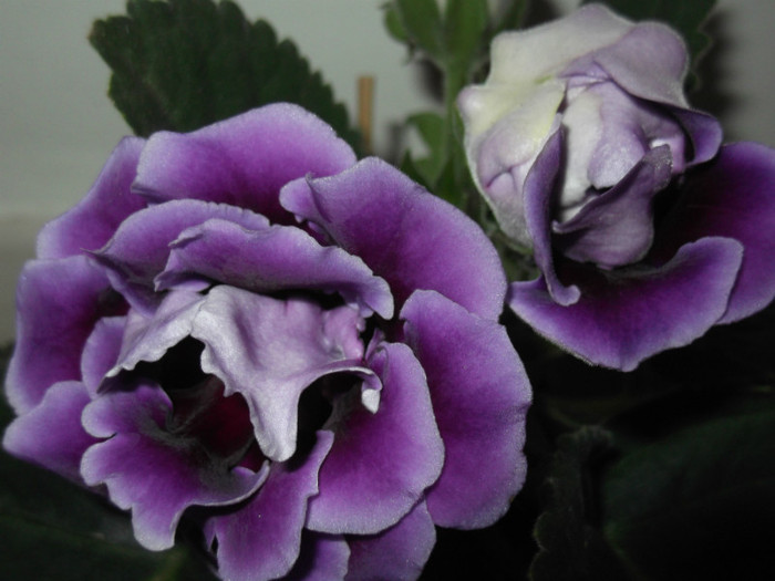 DSCF1244 - Gloxinia