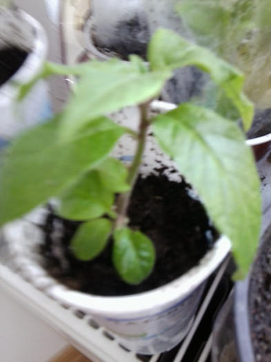 cestrum elegans - Reusite
