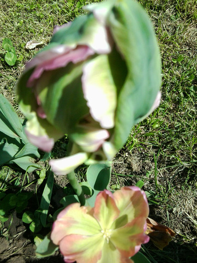 Fotografie3753 - flori de gradina 2012