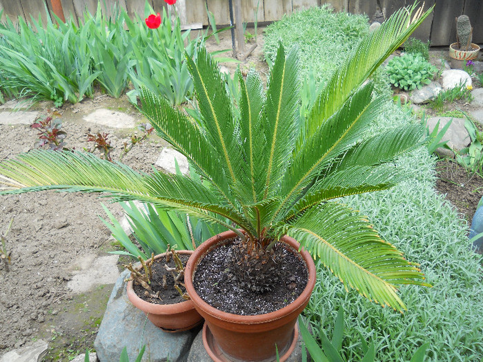 cycas - Flori gradina 2012