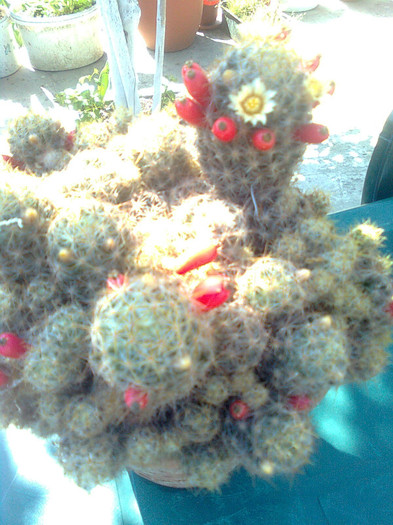 mammillaria plorifera
