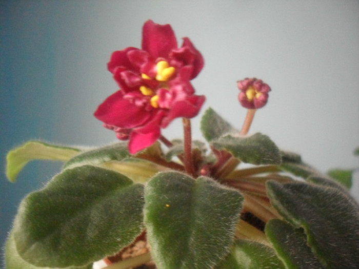 prima floare-aprilie 2012