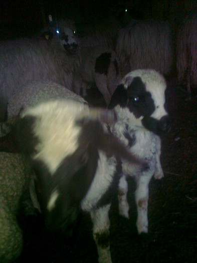 Photo0237