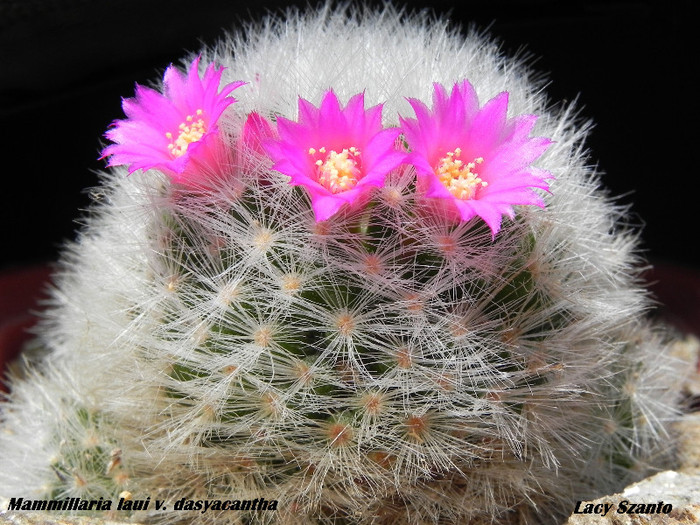 Mammillaria laui v. dasyacantha - cactusi 2012