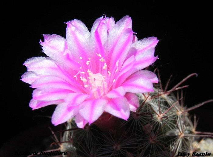 Krainzia longiflora - cactusi 2012