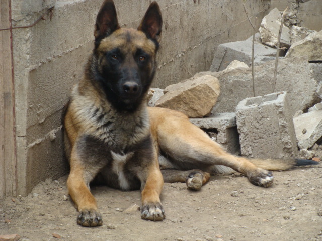 FREUD - Cainii mei-Malinois