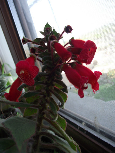 DSCF6964