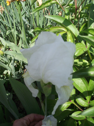 iris alb